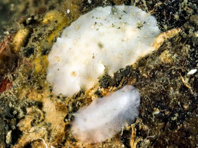 Paradoris erythraeensis - Alotau, PG-MB, PG