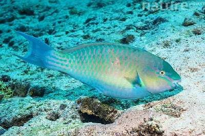 Red Sea Parrotfish