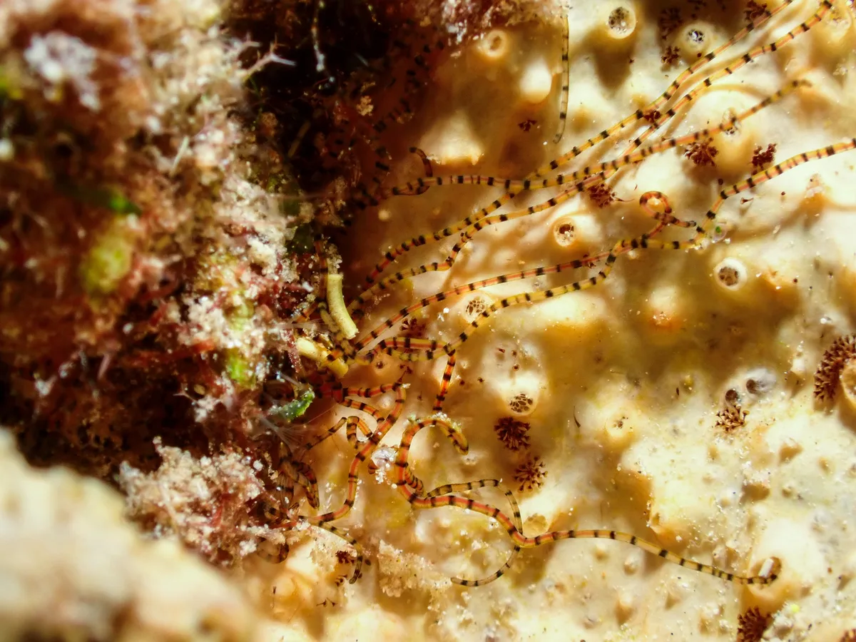 Red Sea Ribbon Worm
