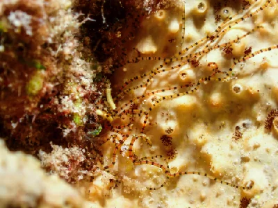 Red Sea Ribbon Worm
