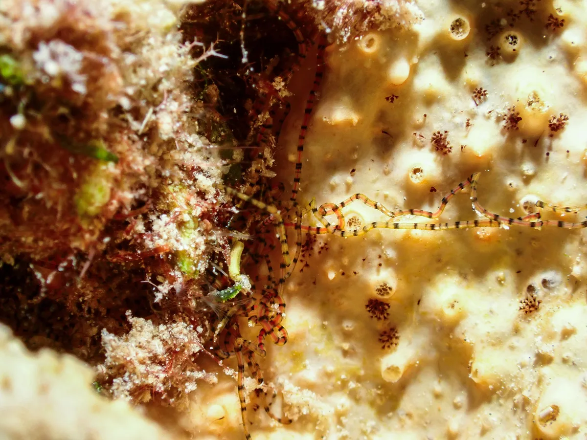 Red Sea Ribbon Worm