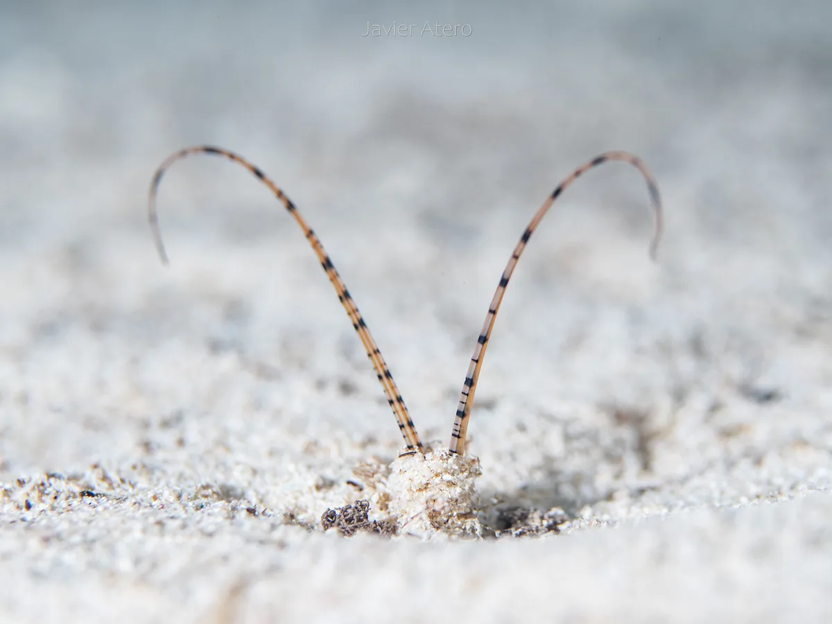 Tentáculos del gusano poliqueto Mesochaetopterus rogeri.
