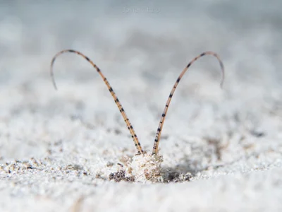 Tentáculos del gusano poliqueto Mesochaetopterus rogeri.
