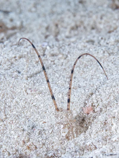Tentáculos del gusano poliqueto Mesochaetopterus rogeri.