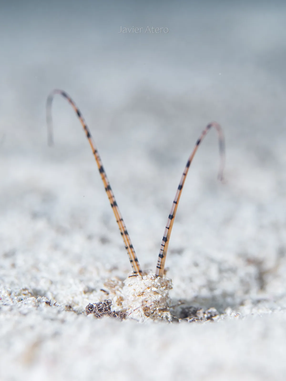 Tentáculos del gusano poliqueto Mesochaetopterus rogeri.