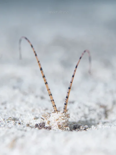 Tentáculos del gusano poliqueto Mesochaetopterus rogeri.