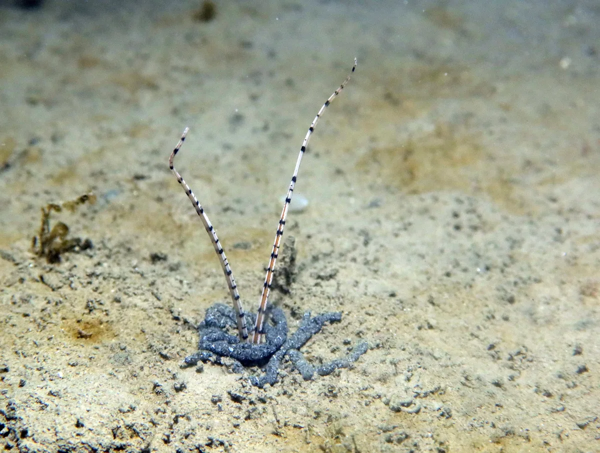 Mesochaetopterus rogeri - Gard, Languedoc-Roussillon, FR