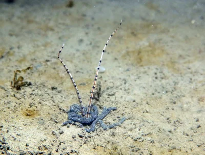 Mesochaetopterus rogeri - Gard, Languedoc-Roussillon, FR