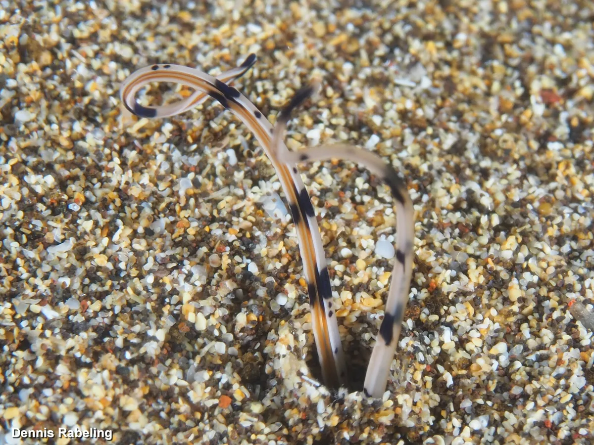 Mesochaetopterus rogeri - Las Palmas, ES-CN, ES