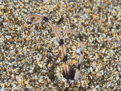 Mesochaetopterus rogeri - Las Palmas, ES-CN, ES
