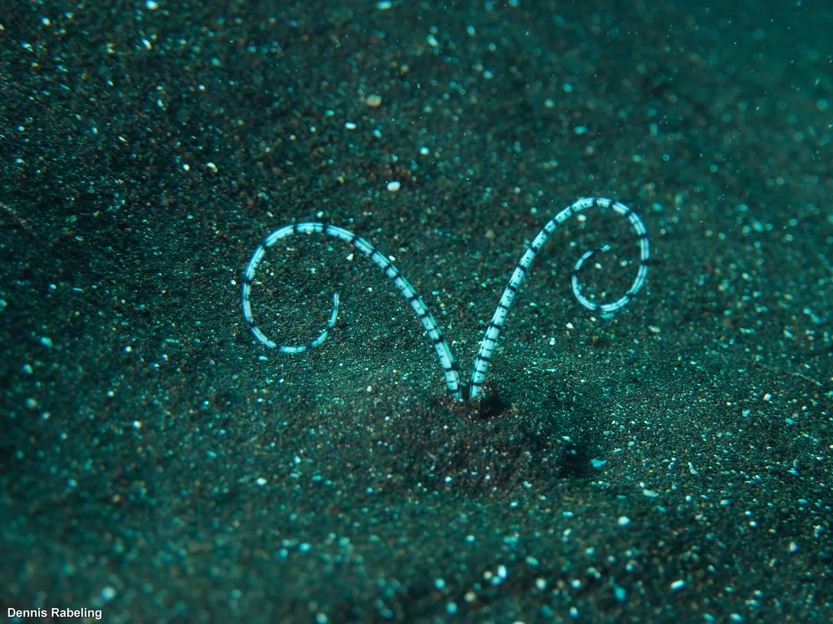 Mesochaetopterus rogeri - Las Palmas, ES-CN, ES