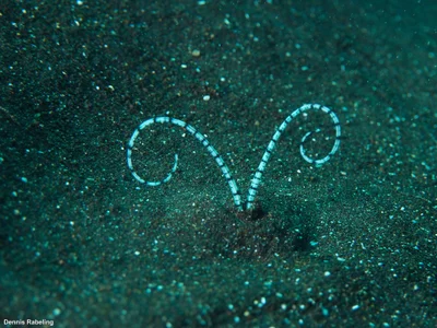 Mesochaetopterus rogeri - Las Palmas, ES-CN, ES