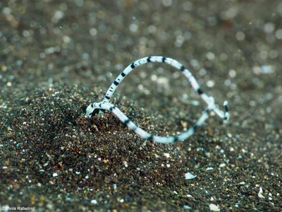 Mesochaetopterus rogeri - Las Palmas, ES-CN, ES