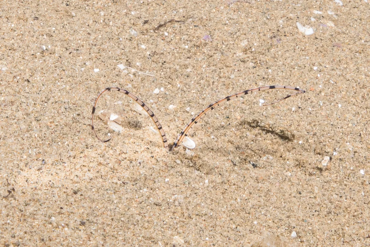 Mesochaetopterus rogeri - Badia de Roses