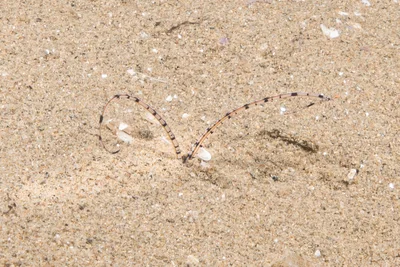 Mesochaetopterus rogeri - Badia de Roses