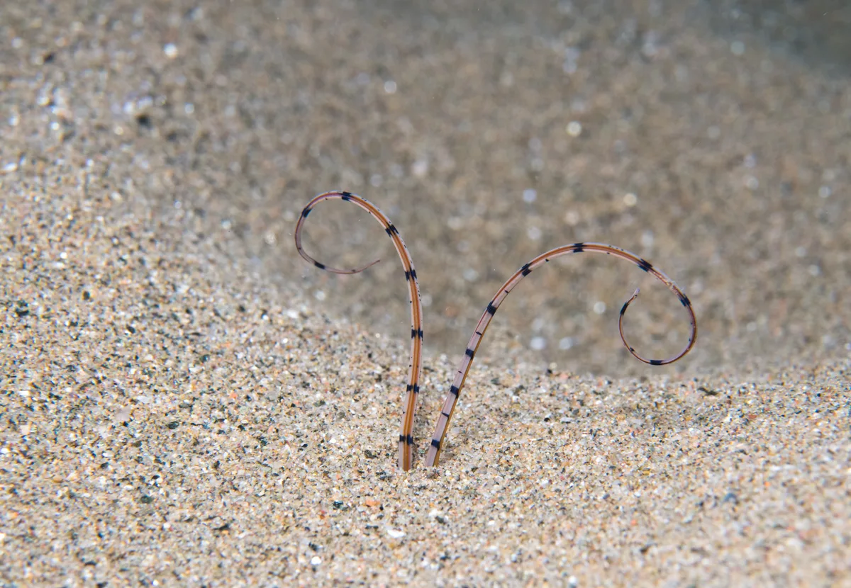 Mesochaetopterus rogeri - Girona, Cataluña, Spain