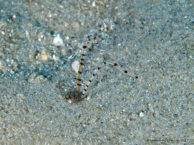 Mesochaetopterus rogeri - isla de tarifa