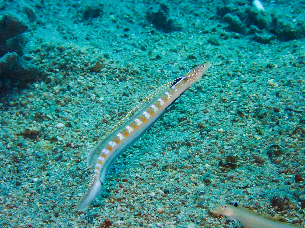 Red Sea Sand-diver