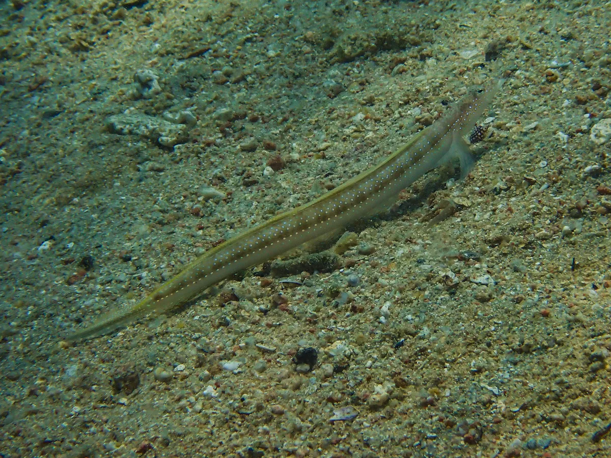 Red Sea Sand-diver
