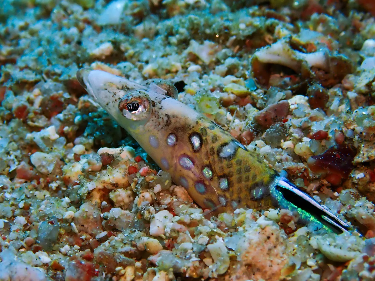 Red Sea Sand-diver