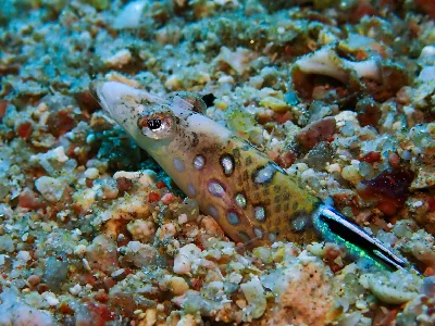 Red Sea Sand-diver