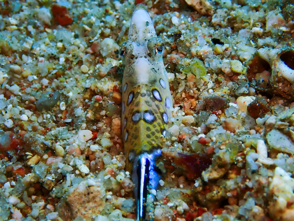 Red Sea Sand-diver