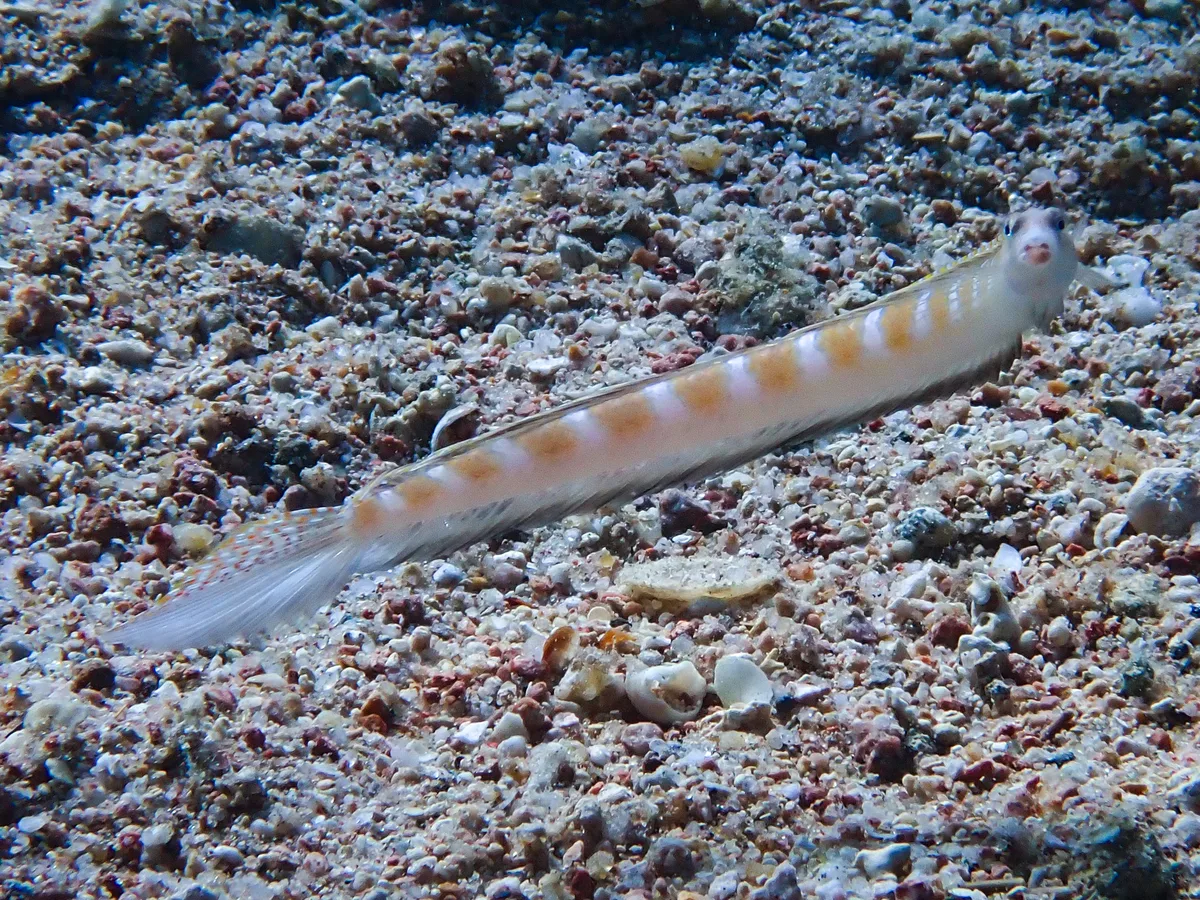 Red Sea Sand-diver