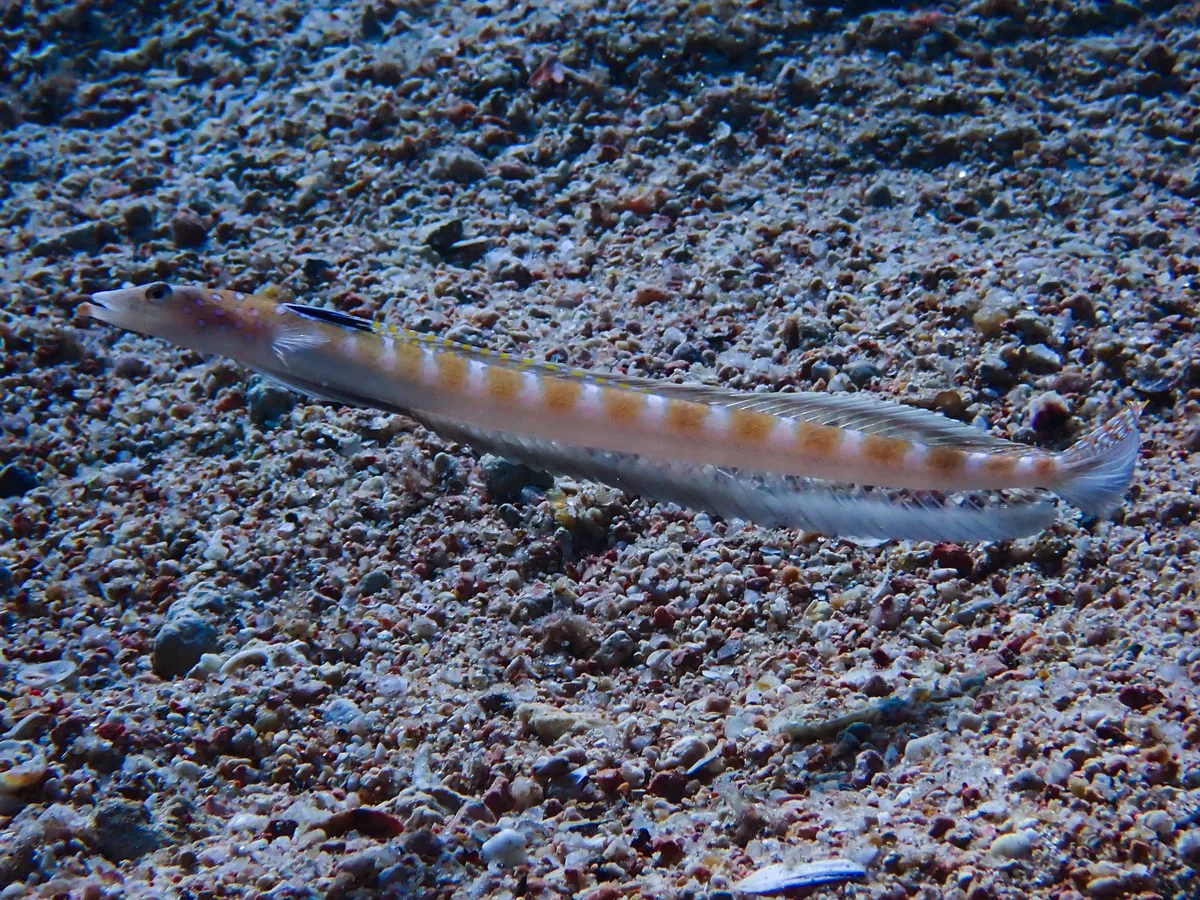 Red Sea Sand-diver