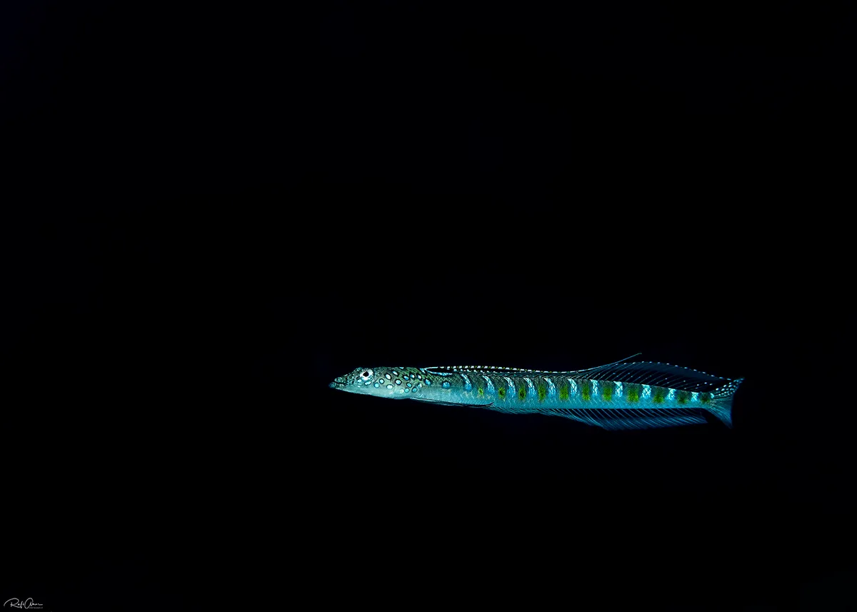 Sanddiver - Male - Trichonotus nikii