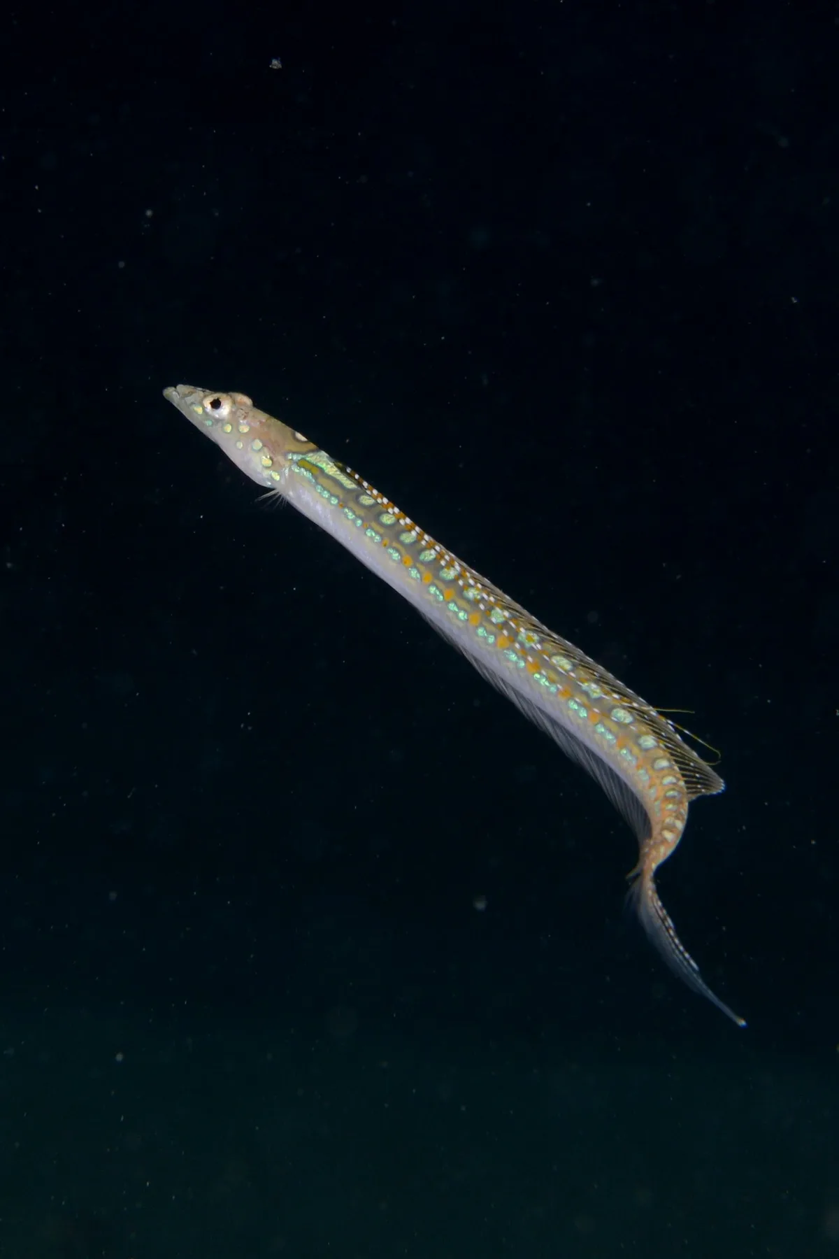 Sand Diver