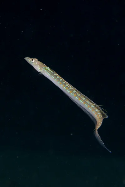 Sand Diver