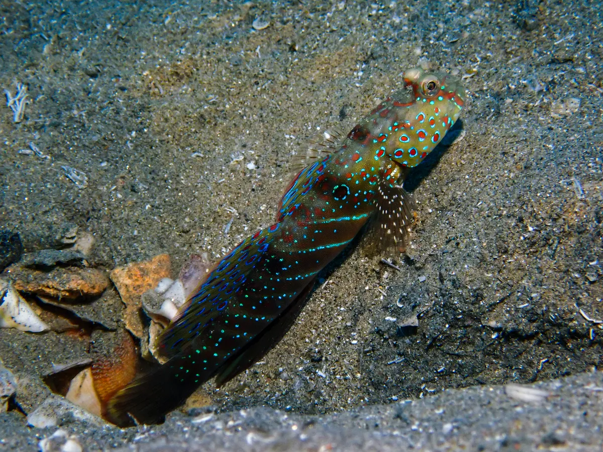 Red Sea Shrimpgoby