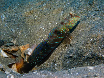 Red Sea Shrimpgoby