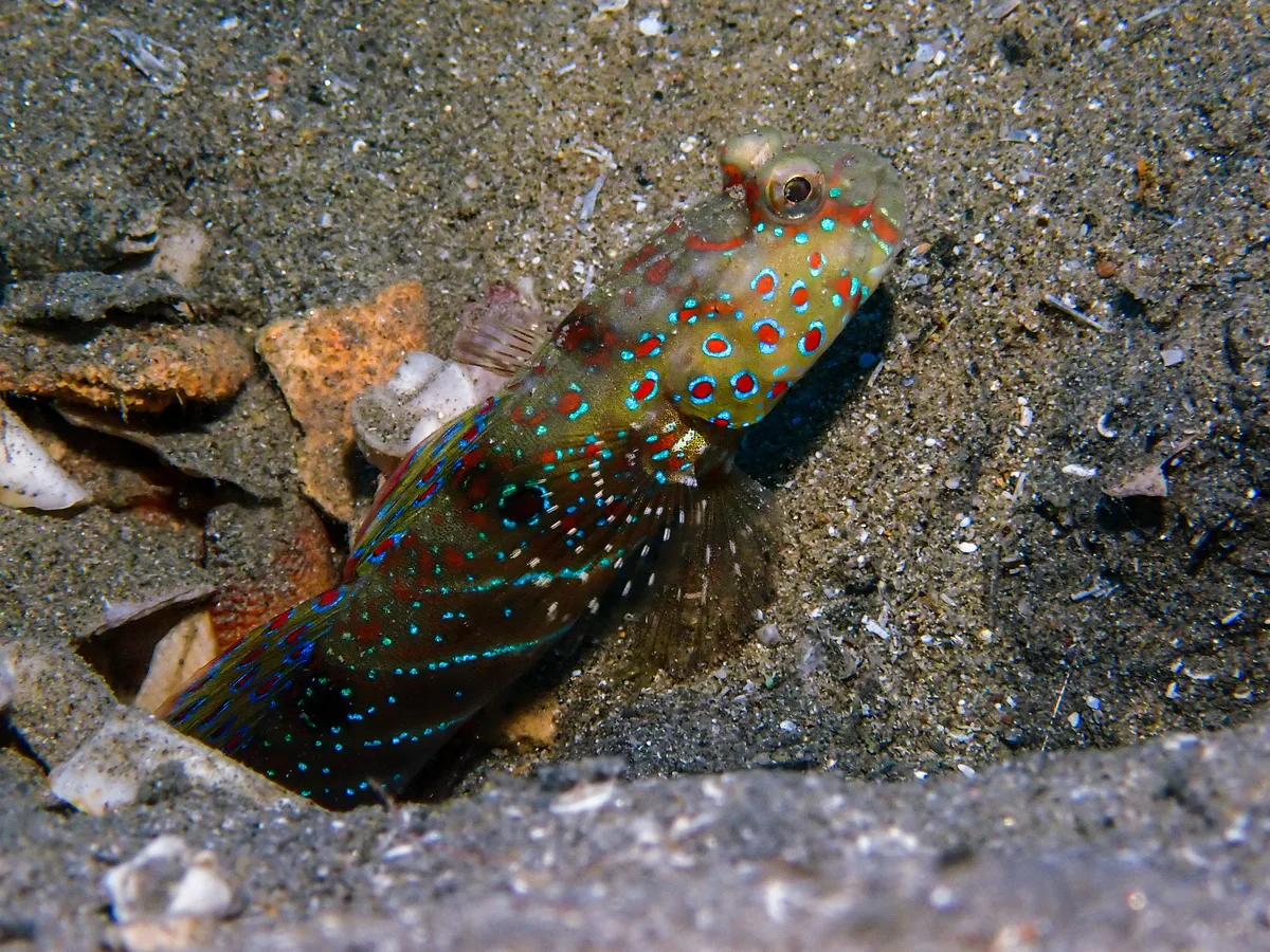 Red Sea Shrimpgoby