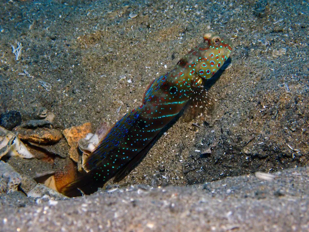 Red Sea Shrimpgoby