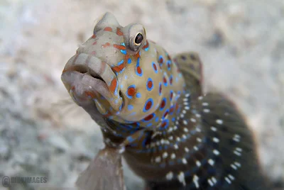 Harlequin prawn goby.Cryptocentrus caeruleopunctatus.
