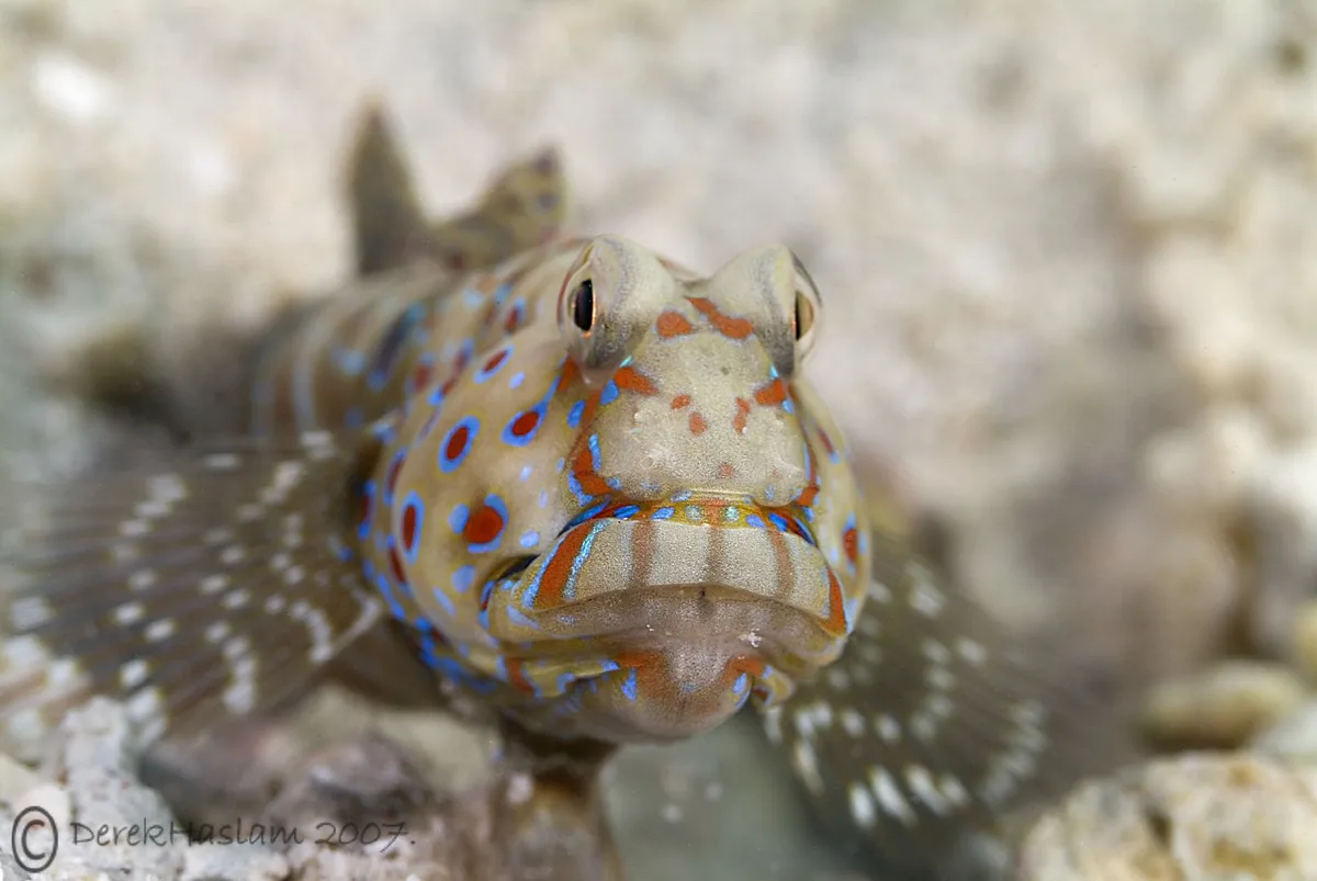 Harlequin prawn goby.Cryptocentrus caeruleopunctatus.