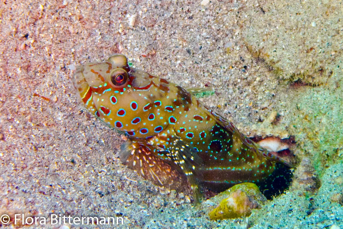 Augenfleck- Partnergrundel- Cryptocentrus caeruleopunctatus- Harlequin prawn-goby