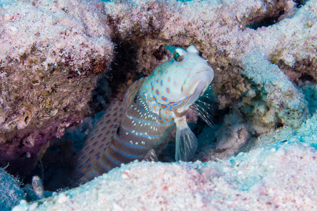 Blue-speckled Shrimpgoby