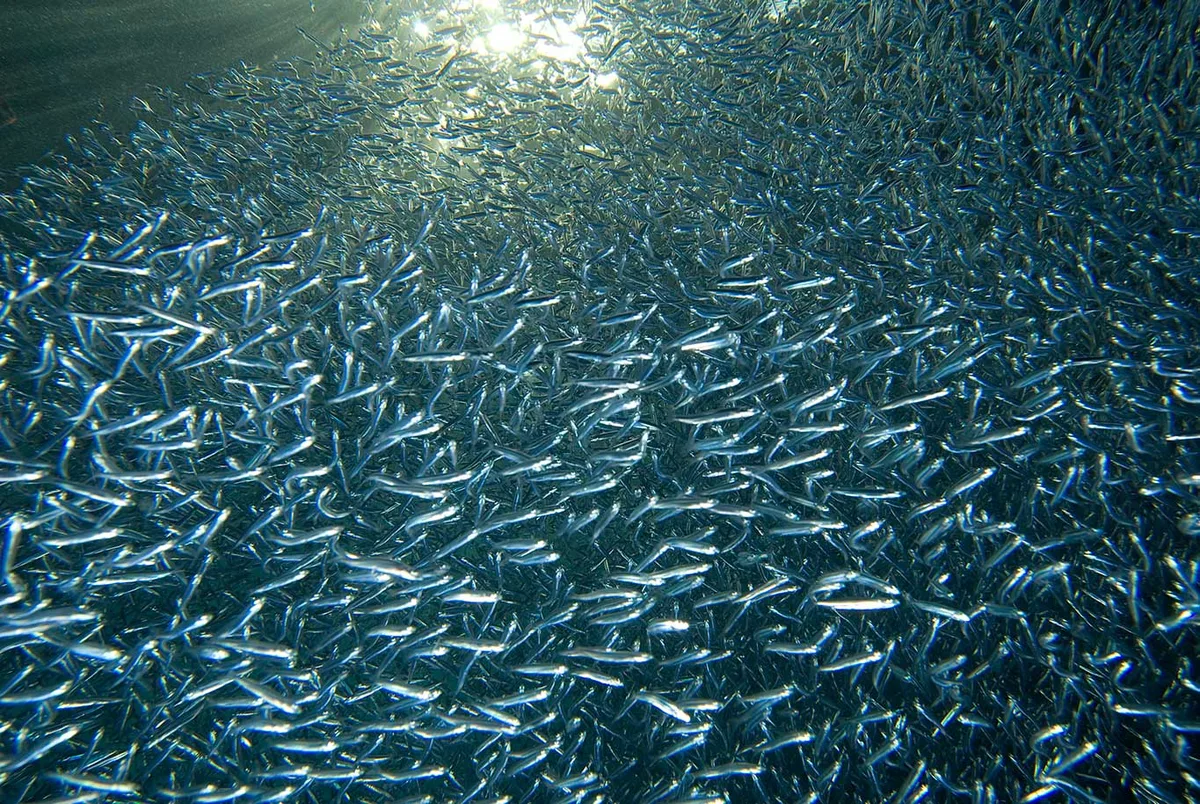 Red Sea Silverside