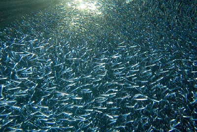 Red Sea Silverside