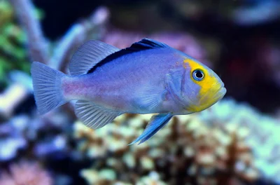 Red Sea Soapfish