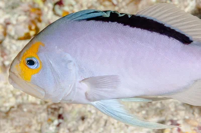 Red Sea Soapfish - Diploprion drachi