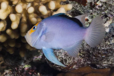 Red Sea Soapfish - Diploprion drachi
