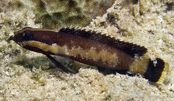 Red Sea Spiny Basslet