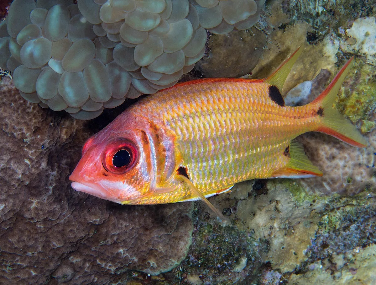 Sargocentron marisrubri - Ras Mohamed, Egypt, Red Sea