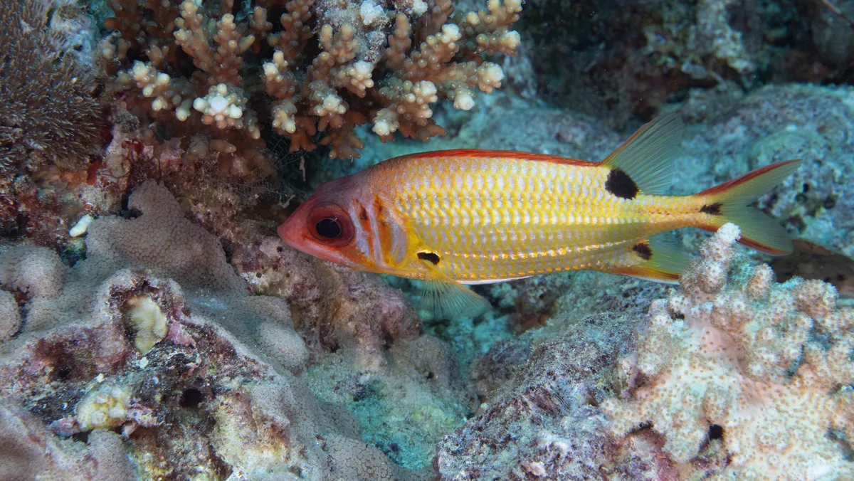 Sargocentron marisrubri - Mer Rouge