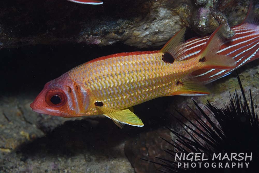 Sargocentron marisrubri
