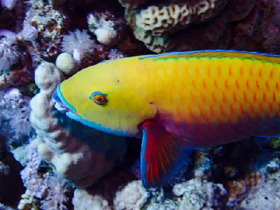 Red Sea Steephead Parrotfish - Female