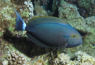 Black surgeonfish, Acanthurus gahhm at Abu Dabab Reefs, Red Sea, Egypt #SCUBA